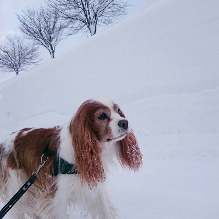 38965464 d03f 4496 93c4 36579eff223e 1517034521957