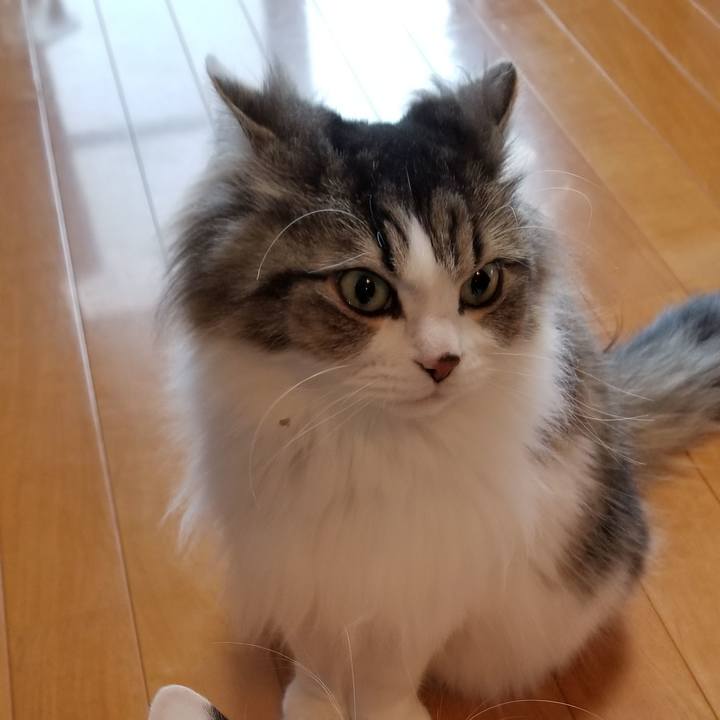 38974c15 42f3 4819 b7a8 57bd3a499748 1585717259384