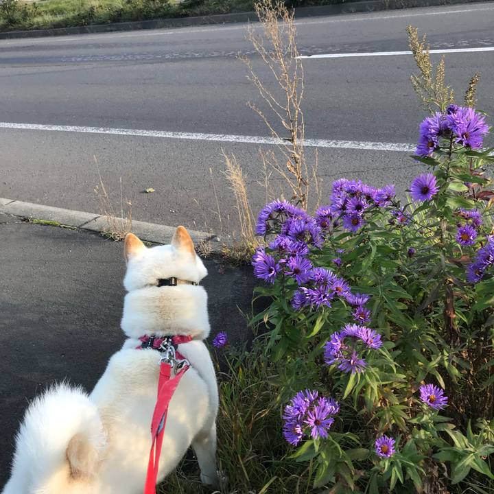 38a02a1a c1ad 4364 bb2e 22278fa60fa7 1539781591526