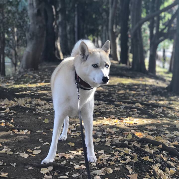 38a3e3d8 2cc4 43c2 905a 4c6665cf6069 1513296559092