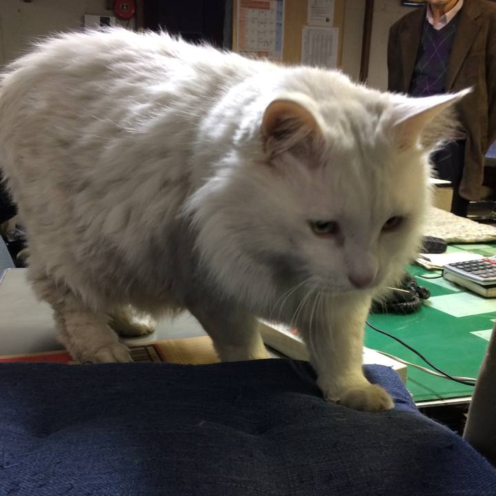 38a5ab80 0a8e 4a01 bc88 552aa118e09d 1512512886468