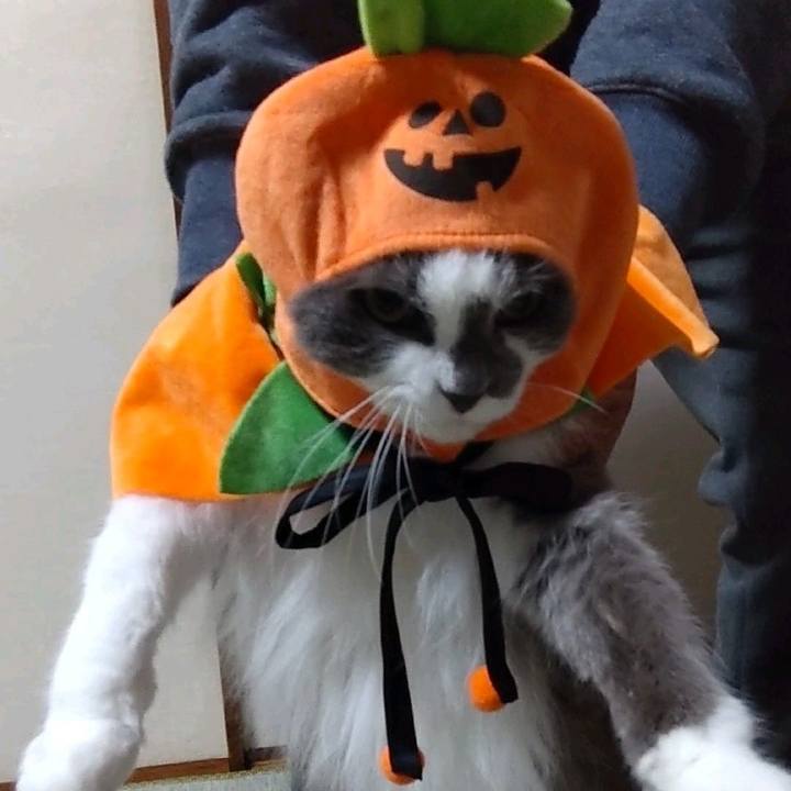 38a784c2 f832 4d64 82b0 54709e71b38c 1761462735033