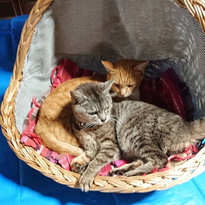 38a83e86 0a02 4631 a440 f171f8bb503d 1563437829071