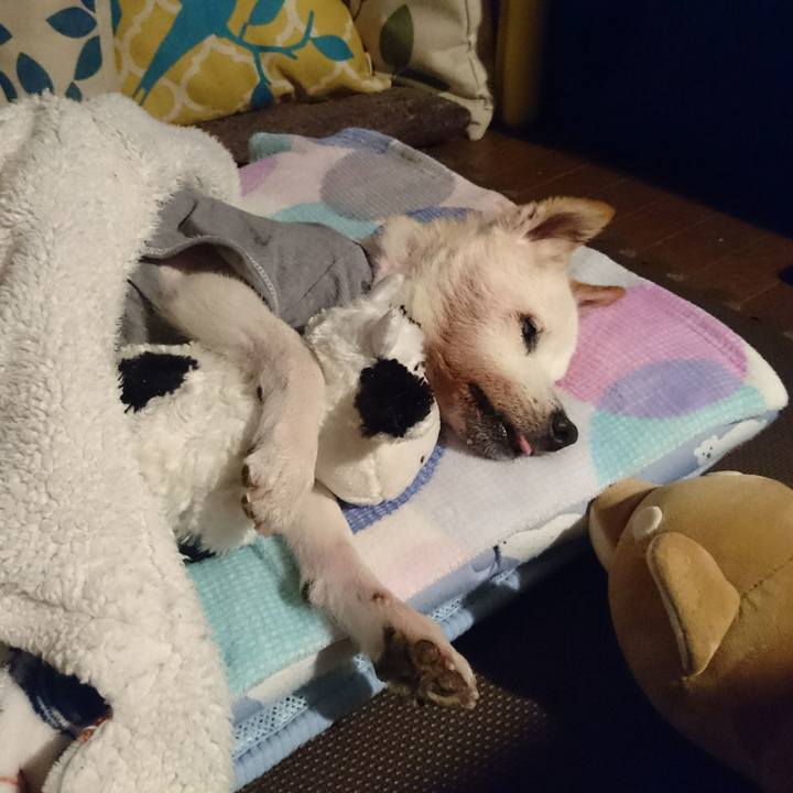 38ab09a3 d1d1 4a23 a037 b0f23b5962bf 1539651306637