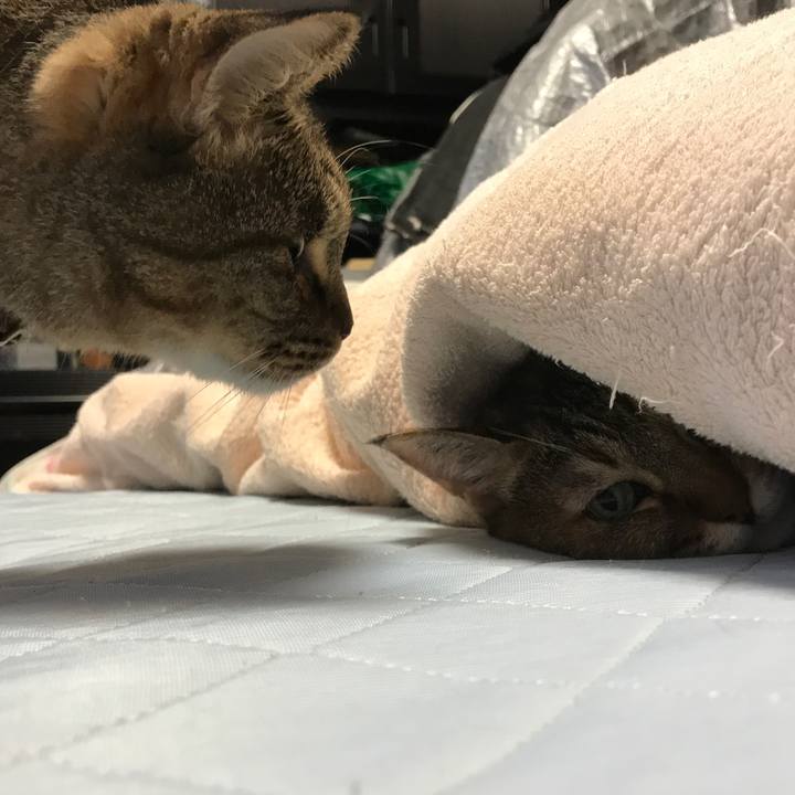 38ace254 bde2 4b45 9658 f83e7b768c13 1538269419783