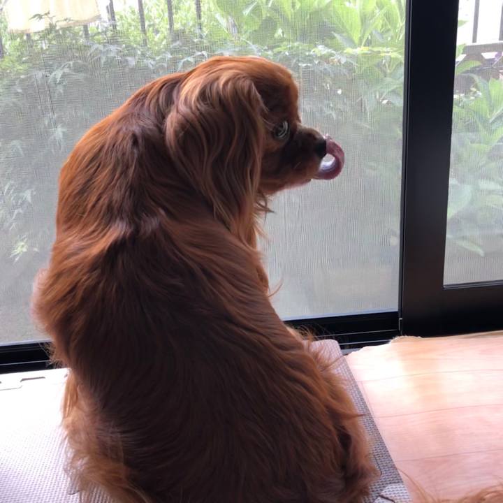 38ae4ca3 3ad0 4f16 b5b1 c2c2a84b7ef0 1591050439515