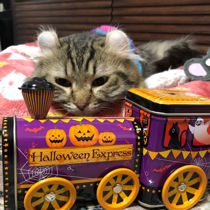 38b03cd9 0b5b 4070 b604 40bc692cb640 1604156029005