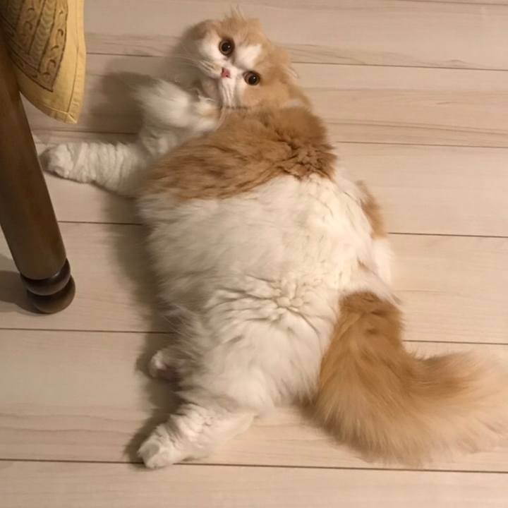 38b2b8c7 9099 4562 b700 6fdd5b2fa1ca 1581514783298