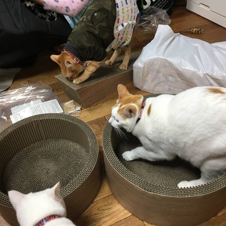 38b7c2ee 2b00 4661 a8d5 c4d42fdeaa66 1514545670290