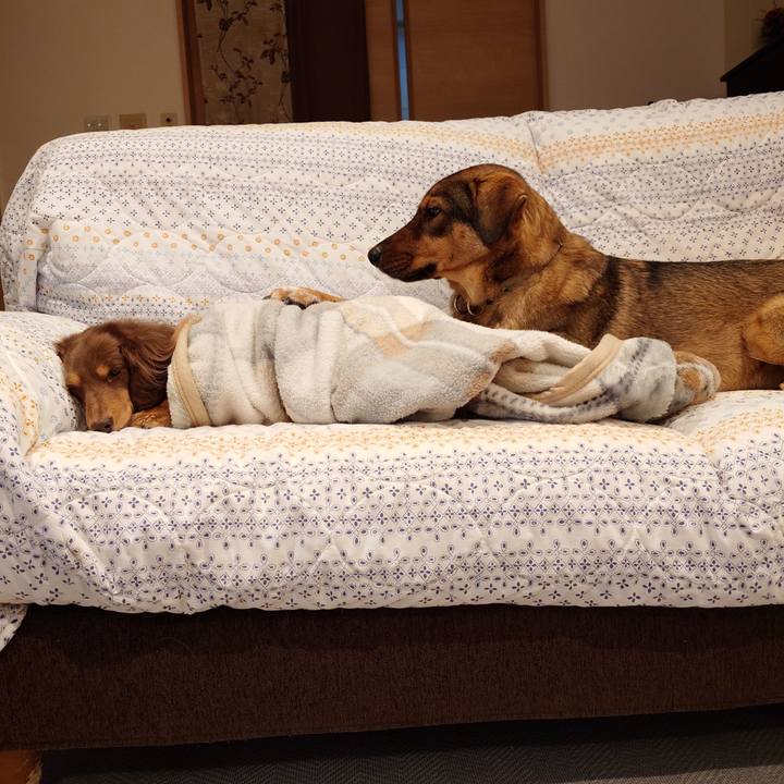 38b88cc3 bf85 4f9b 87a0 cbf9acede11a 1735299821483