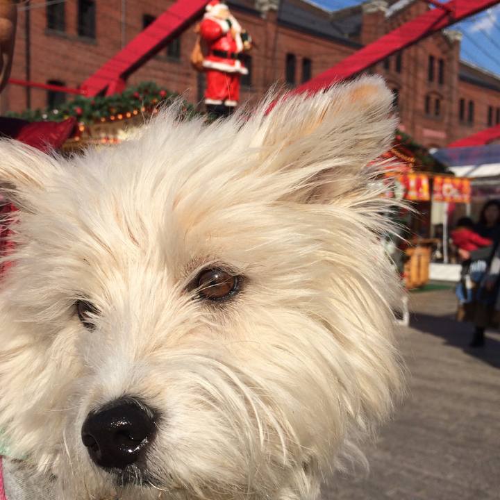 38b8e187 310e 44a9 8c58 4905e23ab9c9 1512637384984