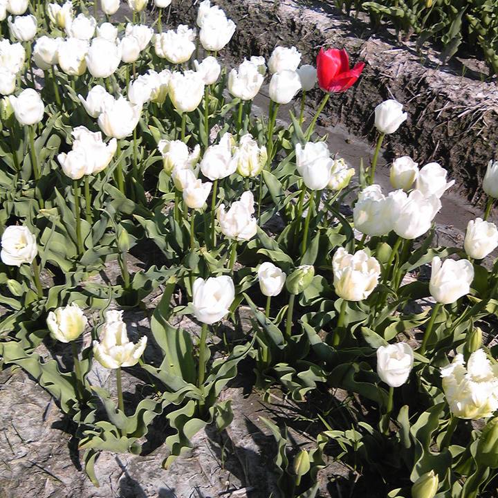 38bbfc8c 09b4 4040 a480 c09ba66f497e 1524834052160