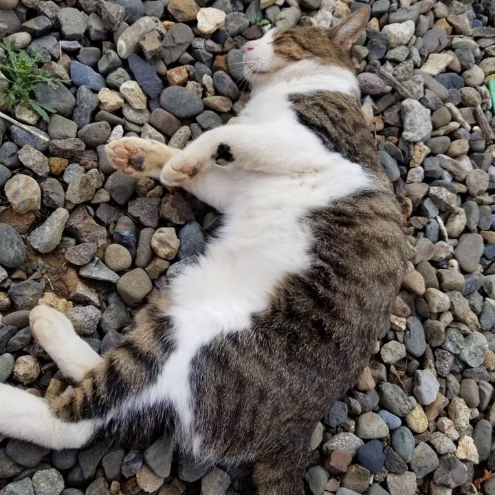 38bc0e3e 44a8 4ea4 8f1a aaa6dae8f9d5 1604313691299