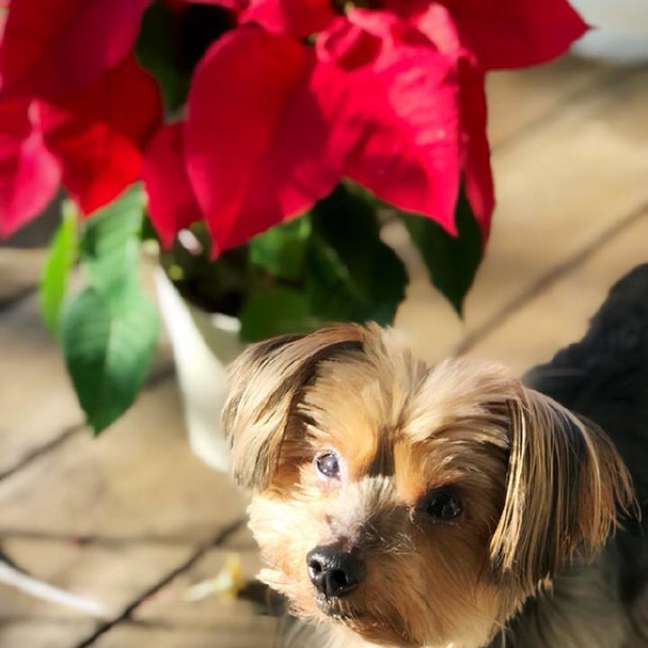 38bce7dc dfe1 49c6 84f4 059269306816 1512639238670