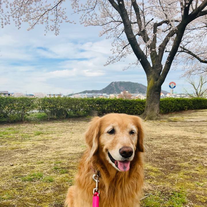 38bd61a5 7ad9 45fc be50 5332937c105f 1775375320786