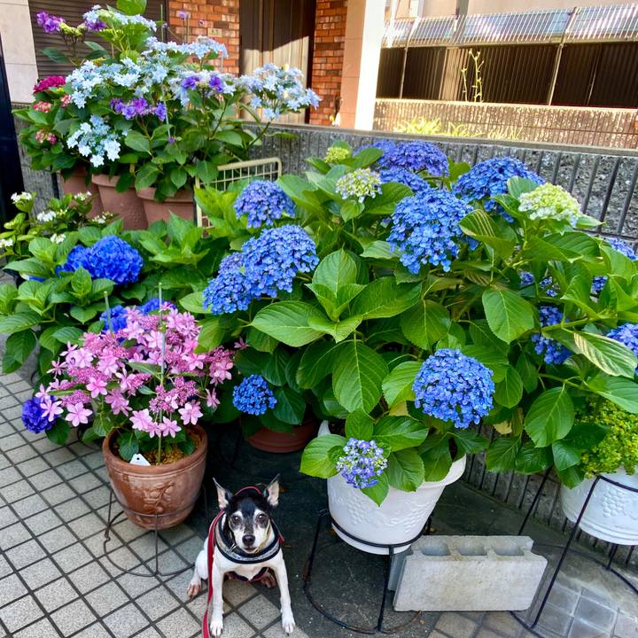 38bd73e9 5cd5 4861 9f27 abf4d3fd3ce8 1591516240184