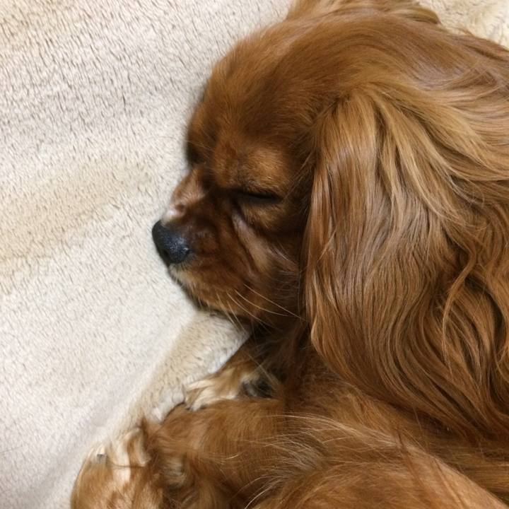 38bd8468 2ae0 436e b8fb 0bf36faf7022 1523760145759