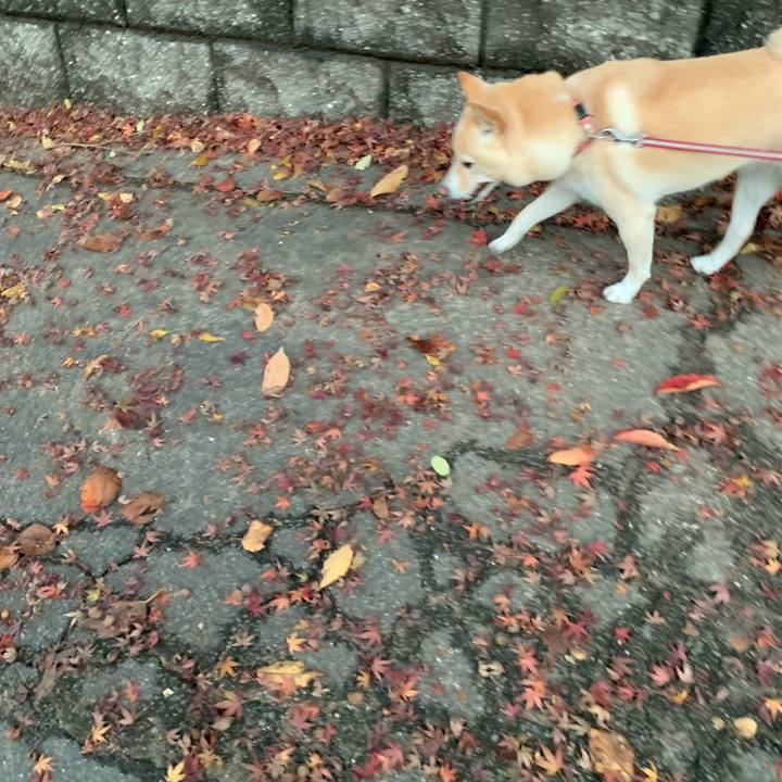 38be2ecc 9626 4003 9305 5364e75a20f6 1637620648268