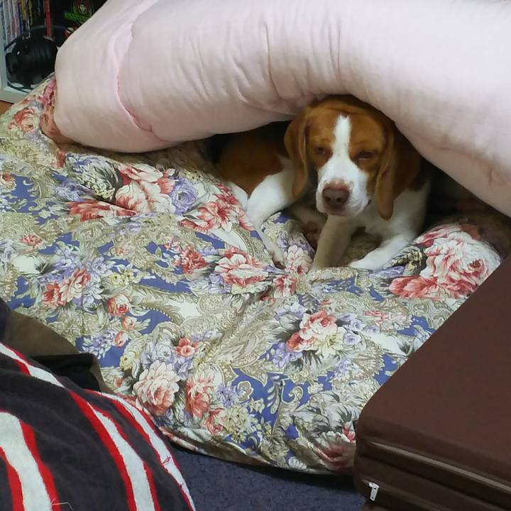 38bf14dc 8179 47ce a36d 82a5d6318ccc 1514716088124