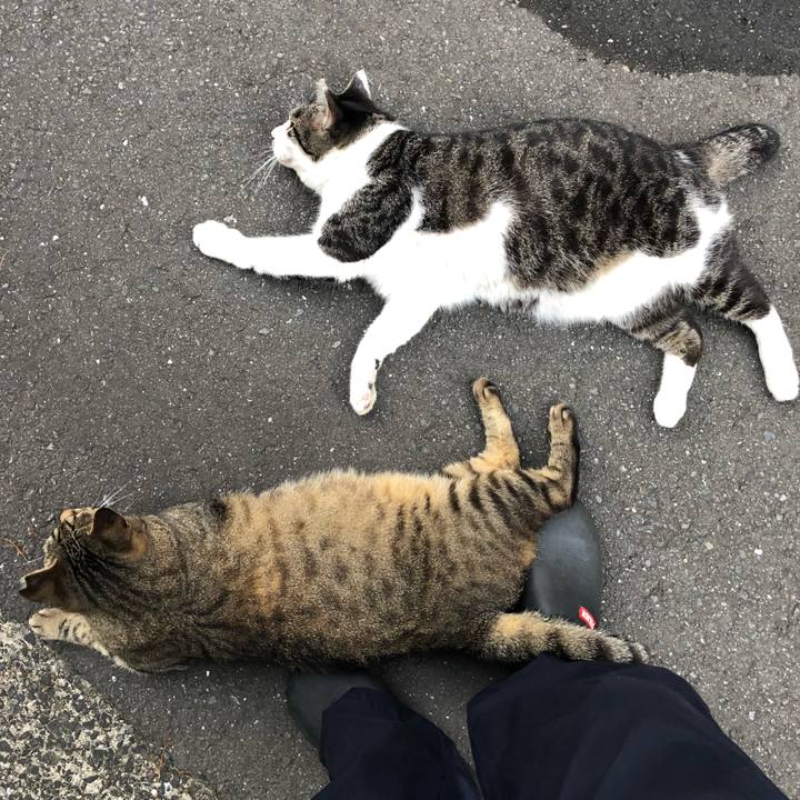 38bfa860 3233 4352 818d 4503efbbefc5 1531908549425