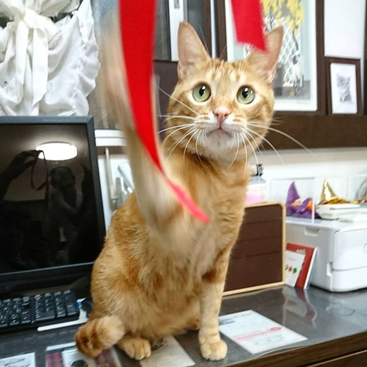 38bfc777 9bbe 4d9c 8bbc 8c428af0bca3 1539168307794