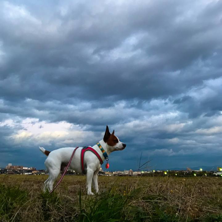 38c4c73f 2f18 4dc8 aa6f a87e4b3a98e5 1512478806164