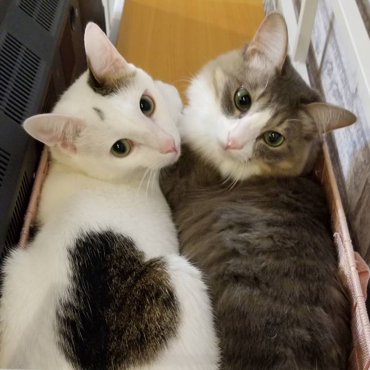 38c7d1a4 774f 4675 81f2 0d7ad24745db 1541065323970