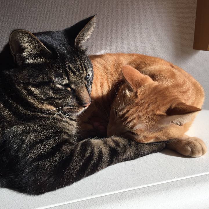 38cb88af f856 46aa 9fb5 b70cdc7b52dd 1509335897166