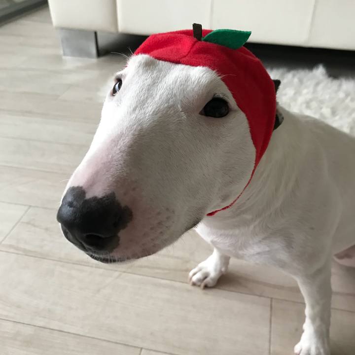 38cca2e1 86cc 4542 b084 d842d9e8776e 1508645367473