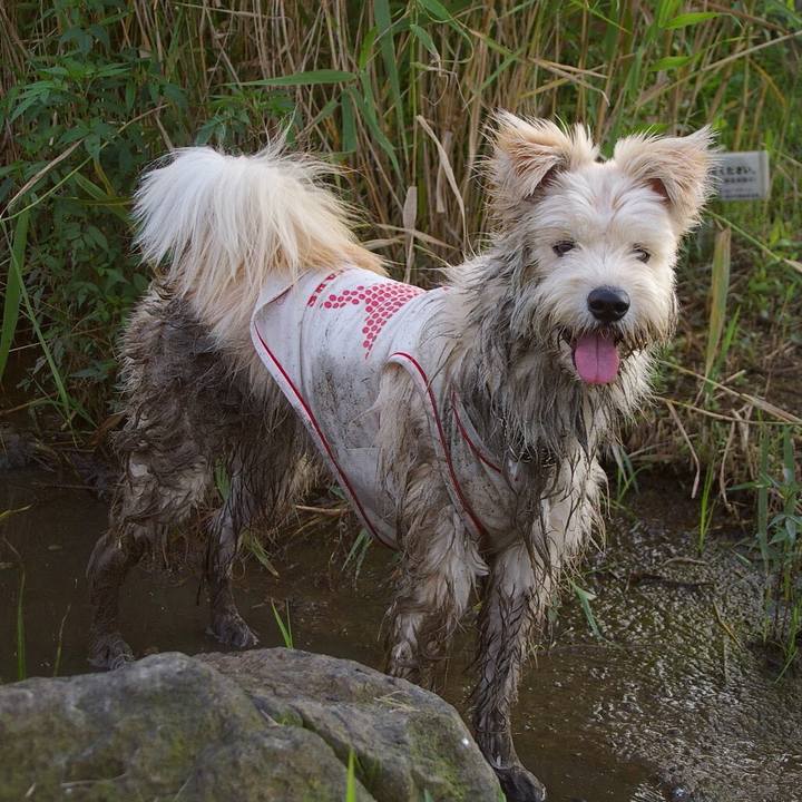 38ce868b ab8d 43e2 888c 18a771bd5a7f 1597361031137