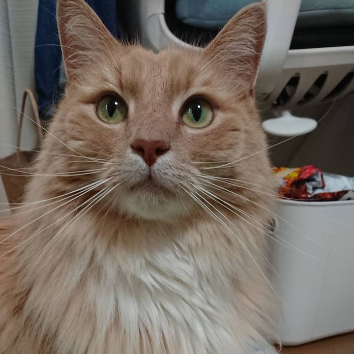 38cf6ceb 8e63 46cf 8d2d 62e0d518e585 1591195594216