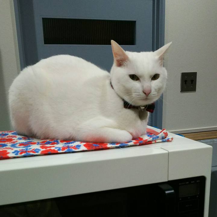 38d32dda e799 4456 abb3 18da33ad1c38 1522246763889