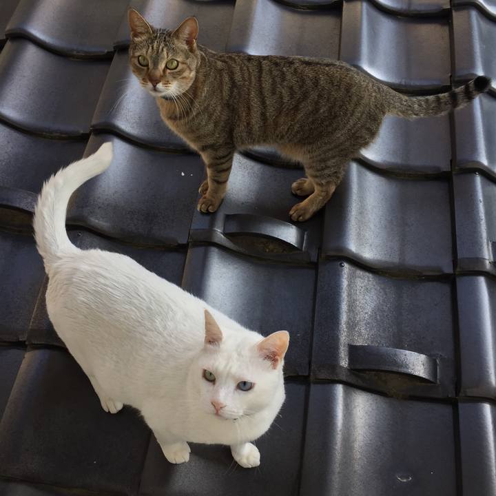 38e09585 07ef 4ef2 8971 74cde8aa2928 1520748736459