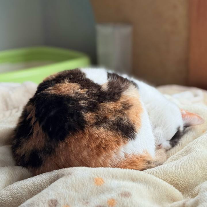 38e0d961 c688 4f0b af5d 5663a5488853 1745549221784