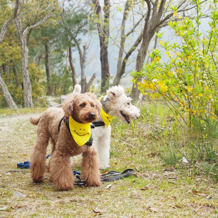 38e5be49 ecce 4a75 be36 47b2727cadbd 1556010763749