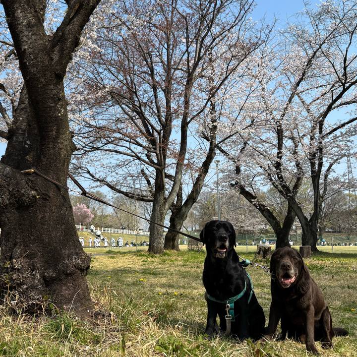 38e637c6 cc8b 4868 aabe 8c625d43798d 1774783941415