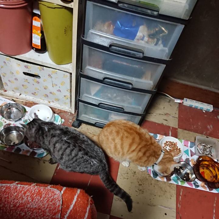 38e6aaf7 0f3e 4049 af68 00ef41386ee4 1590091955851