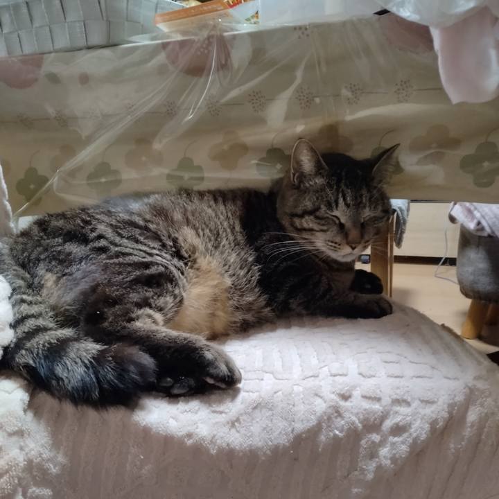 38e74271 fd66 4ef6 a7bd cedf992f1593 1680834813217