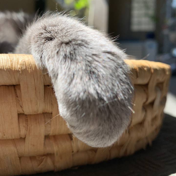 38eb96cd 9091 4b25 8af5 ef1acd88c61e 1555147071597