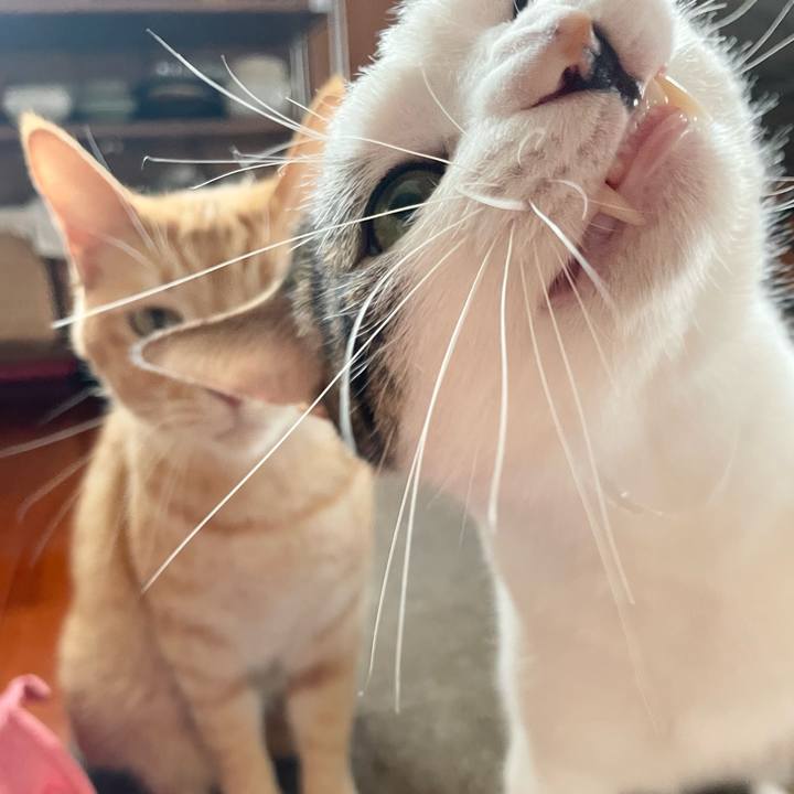 38ed30f8 051d 48d1 8e09 828ae71f713e 1770784975843