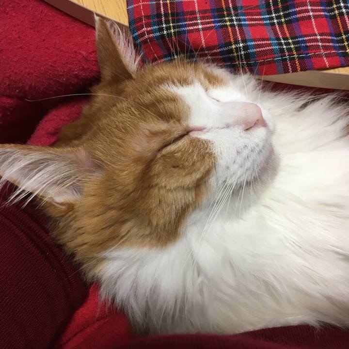 38f02a07 2972 4abd 80fe 635e58c3aa61 1545052014044