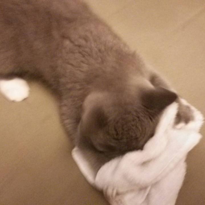 38f0802f b8ba 4de8 8abd 27b895692926 1532643476857