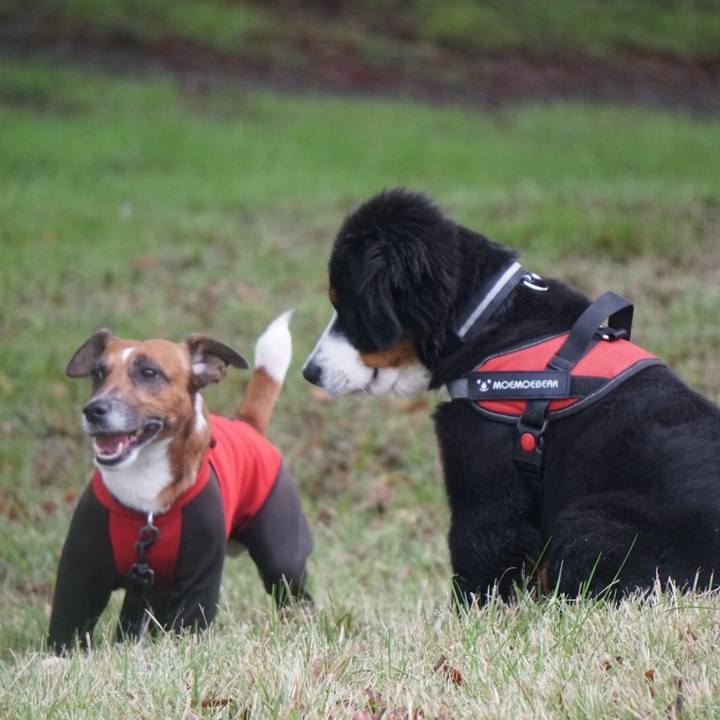 38f31356 6f7a 4ab7 a529 1c5ea6eb2ba9 1541546380256