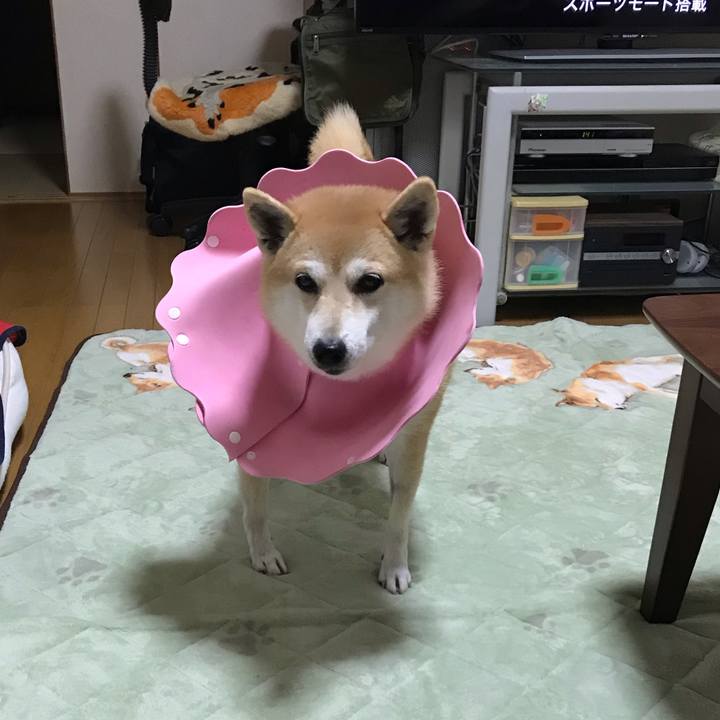 38f77708 327d 4c26 95ba 3d99a757aade 1540853547885