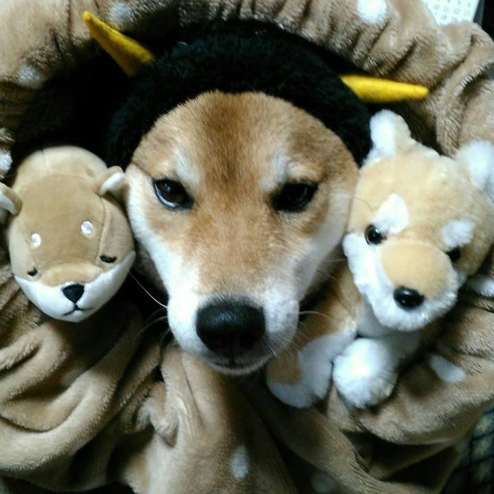 38f7bfd6 812c 4bdf 9ae0 c51b97da5fa3 1517666003600