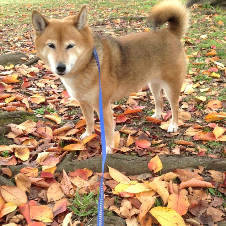 38fc7e9d 0355 4b76 af27 bb03e9a71e63 1543299561201