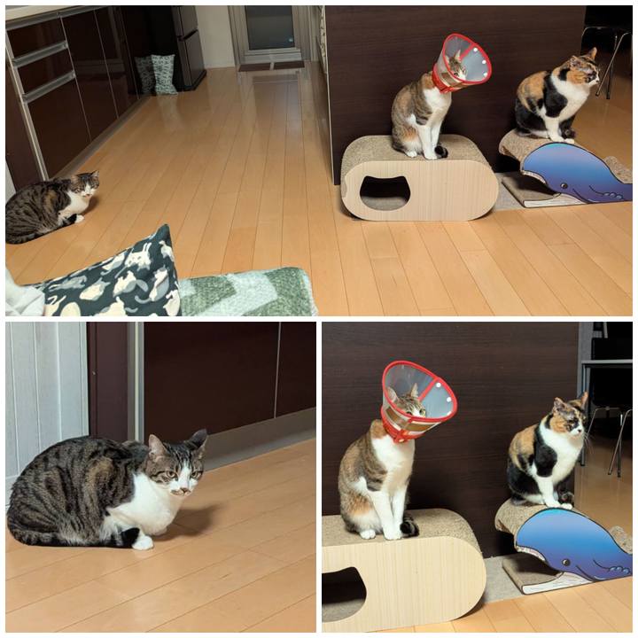 38fda1a0 130b 4118 a380 706c7935a753 1772704171544