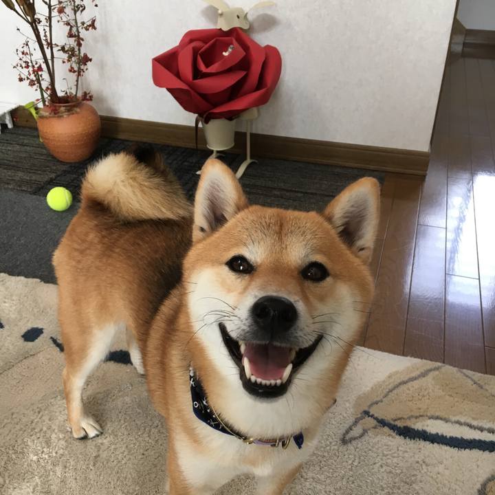 38fdff2f 4016 4c1e a3a1 6828e13902d4 1511847567032