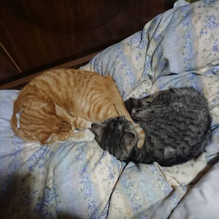 38fe9081 3279 4252 b1cb 1878e70aba28 1588853371264