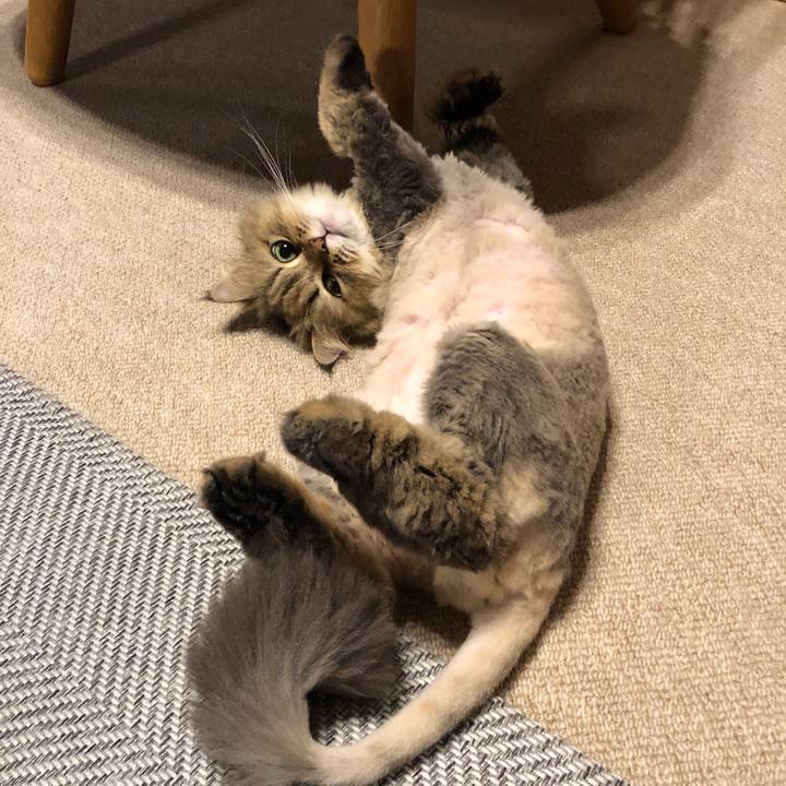 38ff2a8e 853d 4a56 bca5 99c98386456f 1560168222142